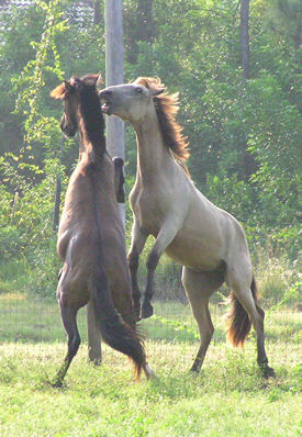 Mustangs At Play!
